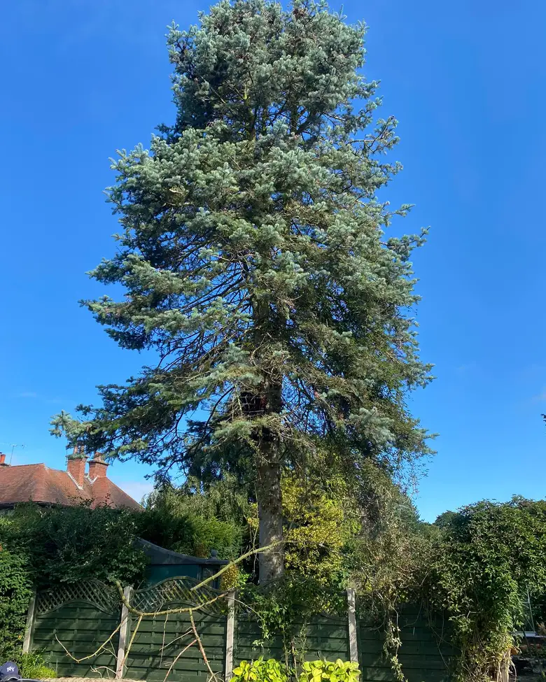 Tree Surgery