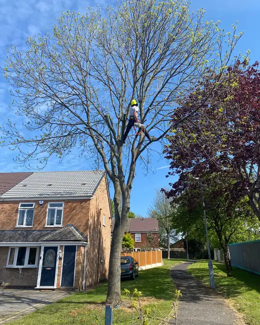 J and Son Trees and Landscapes