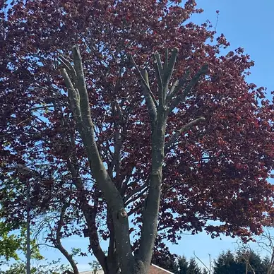 J and Son Trees and Landscapes